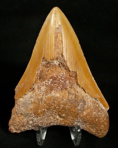 Rare Moroccan Megalodon Tooth - #5416